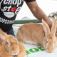Raina Huang eyes her rabbit competitors, Honey Mega Bunny and Precious